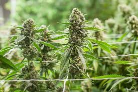 Read more >>> step 3: Growing Marijuana More Art Or Science Westword