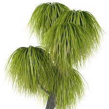 Check spelling or type a new query. Ask Alys My Ponytail Palm Is Lopsided Gardening Advice The Guardian