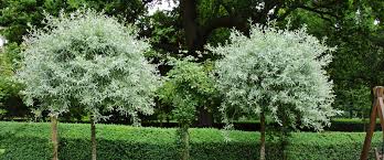 Fruit trees fruit tree varieties there are tall fruit bearing trees but there are also pillar shaped trees and dwarf trees (miniature varieties) which bear fruit. Wholesale Trees Buying Trees In Bulk Online Trees Direct