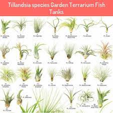 Types of air plants there are over 500 species of air plants to choose from. Tillandsia Species Garden Terrarium Fish Tanks Tillandsia Species Garden Terrarium Fish Tanks In 2021 Air Plants Plants Air Plants Care