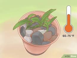 Are hollyhocks poisonous to cats? How To Care For A Dendrobium Orchid 12 Steps With Pictures