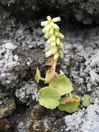 Image result for Umbilicus botryoides