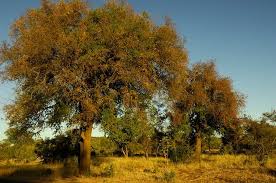 Image result for Kotschya africana