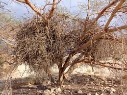 Image result for Plicosepalus