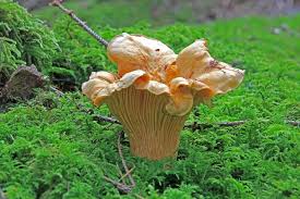 We did not find results for: Why Are Chanterelle Mushrooms So Expensive Mushroom Huntress
