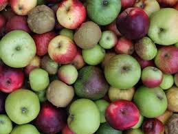They also offer more unusual fruit trees such as quince, gage, medlar and mulberry. Brogdale Collections Insidekent