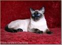 Applehead Siamese - All About Siamese Cats