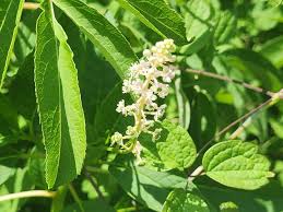 Image result for Phytolacca