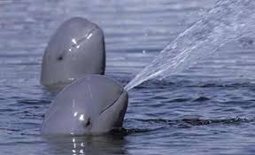 We did not find results for: Vaquitas Marinas