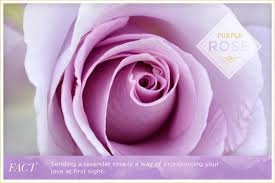 Check spelling or type a new query. Rose Color Meanings Ftd Com