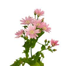 Image result for Pericallis