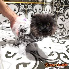 Cat Bath 2020 Kedi Kedi Kopek Kopek