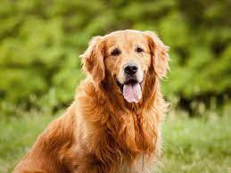 Golden Retriever Saiba Mais Sobre As Racas De Caes Cachorrogato