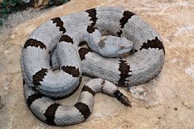 We did not find results for: Banded Rock Rattlesnake One Of The Smallest Rattlesnakes In Texas