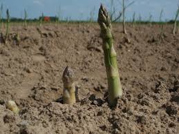 Knowing how to grow asparagus guarantees you lots of great spears every year. How To Grow Asparagus Clean Air Gardening