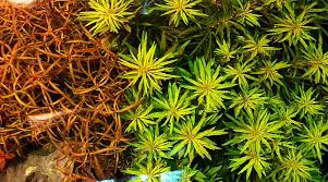 Image result for Limnophila crassifolia
