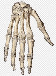 The following outline is provided as an overview of and topical guide to human anatomy: White And Brown Skeleton Hand Art Human Skeleton Hand Bone Skeleton Anatomy Arm Png Pngegg