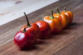 Espiritu santo (also just santo) is in the largest island in vanuatu. Scotch Bonnet Espiritu Santo Red Bio Chilipflanze Scharfegrad 10