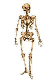 The human body is made up of many cells, so it is an example of a multicellular organism. Location Of The Major Bones Lower Body Diagram Quizlet