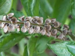 Image result for Vitex thyrsiflora