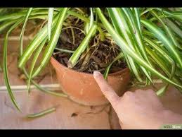 Esta Planta Es Un Tesoro Cuidala Si La Tiene En Tu Casa Cuidamos Tu Salud Plantas Aranas Pequenos Huertos Vegetales De Jardineriaen Macetas