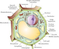Fundamental unit of life | cbse class 9 science syllabus | biology | ncert class 9th | best animated video lectures| g. Ncert Ebook For Cell The Unit Of Life Cell The Unit Of Life Chapter 8 Ncert Biology Xi