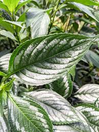 Image result for Strobilanthes