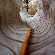 Coffeenuts Coffeenuts Abstractpaintings Coffeenuts Fineart Watercolorpainting Doga Fotografciligi Makro Fotografcilik Fotografcilik Egitimleri