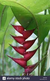 Heliconia Rostrata Also Known As The Hanging Lobster Claw Or False Bird Of Paradise Stock Photo Alamy