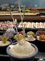 Image result for Raphionacme procumbens