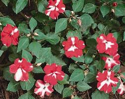 Image result for Gerrardinaceae