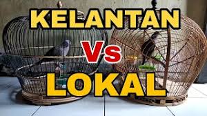 Burung tekukur memiliki ciri khas. Derkuku Kelantan Juara Nasional Vs Tekukur Lokal Juara Daerah Youtube