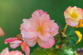 Image result for Begonia sutherlandii