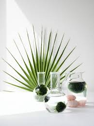 Diy Marimo Moss Ball Aquarium Monsterscircus Marimo Plante Planter