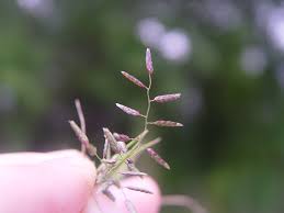 Image result for Eragrostis macrochlamys