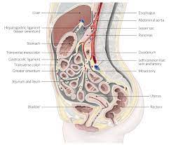 Check spelling or type a new query. Abdominal Cavity Knowledge Amboss