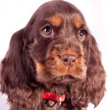 Puppies Csipirkei Cockers American Cocker Spaniel Cocker Spaniel Dog Spaniel Breeds