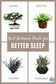 People Always Discuss If It 8217 S Smart To Keep Plants In Your Room Find Out Here Best Plants For Bedroom Plants House Plants Indoor