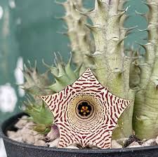 Image result for Huernia kirkii