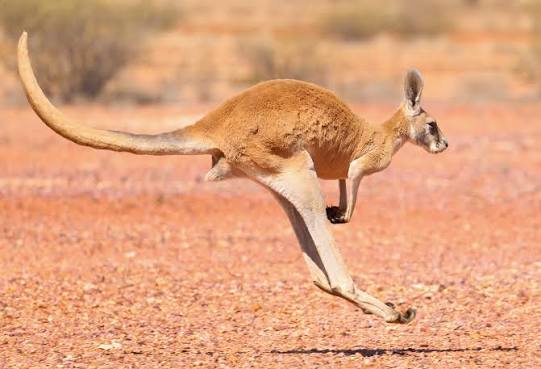Kangaroos (Facts & Photos) | Bush Heritage Australia