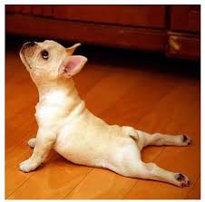 Ooogh Smuck Smuck Aaah Hip Flexors Www Donnaluder Com Cute Animals Dog Yoga How To Do Yoga