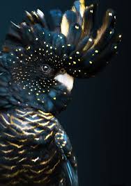 The big back palm cockatoo is a very expensive species. Red Tailed Black Cockatoo Natureisfuckinglit