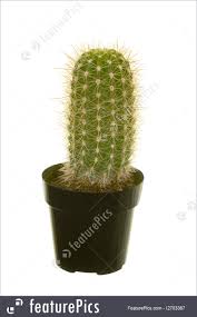 Usually, a pot made of clay like a terra cotta pot is preferred. Succulent Plants Cactus In Pot Stock Picture I2703367 At Featurepics