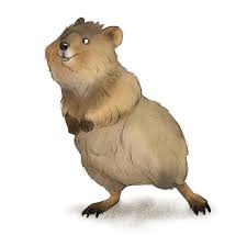 Pin On Quokka