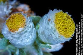 Image result for Helichrysum argyrosphaerum