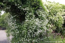 Check spelling or type a new query. Perfumed Annuals Fragrant Perennials Fragrant Shrubs Fragrant Trees Janet Davis Explores Colour