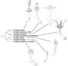 Image result for Ceropegia namuliensis