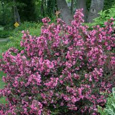 Wine Roses Weigela Florida Purple Shrubs Pink Plant Shrubs