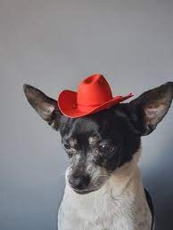 Cowboy Mini Hat Red Color For Dog Or Cat Halloween Pet Hat Etsy Mini Cowboy Hat Cowboy Hats Cowboy