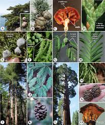 Image result for Cupressaceae